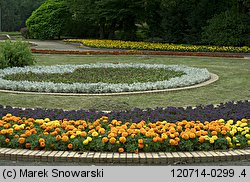 Tagetes erecta (aksamitka wzniesiona)