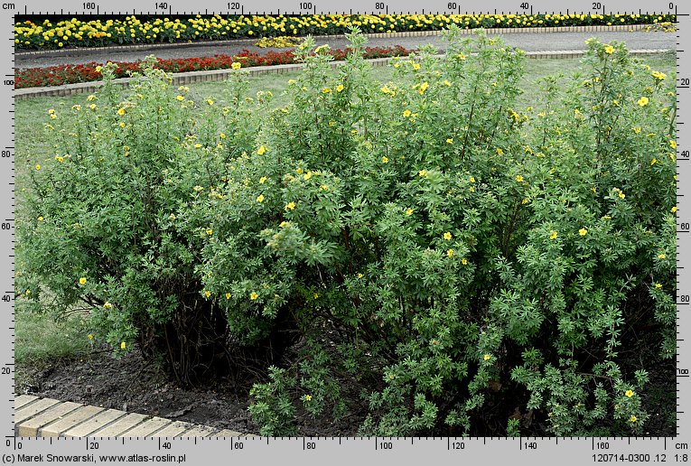 Potentilla fruticosa (pięciornik krzewiasty)