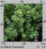 Potentilla fruticosa (pięciornik krzewiasty)