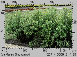 Potentilla fruticosa (pięciornik krzewiasty)