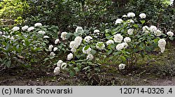 Hydrangea arborescens (hortensja krzewiasta)