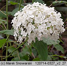 Hydrangea arborescens (hortensja krzewiasta)