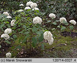 Hydrangea arborescens (hortensja krzewiasta)