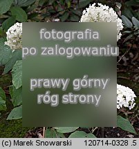Hydrangea arborescens (hortensja krzewiasta)