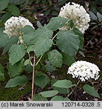 Hydrangea arborescens (hortensja krzewiasta)