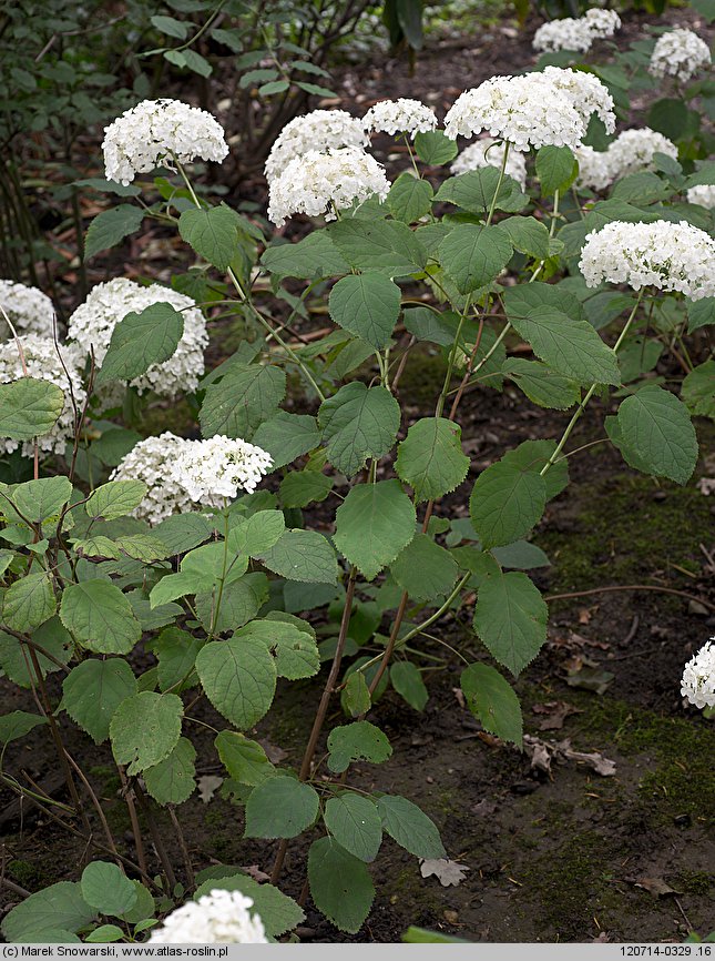 Hydrangea arborescens (hortensja krzewiasta)