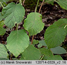 Hydrangea arborescens (hortensja krzewiasta)