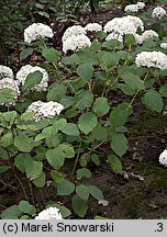 Hydrangea arborescens (hortensja krzewiasta)