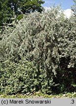 Elaeagnus angustifolia (oliwnik wąskolistny)