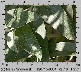 Elaeagnus angustifolia (oliwnik wąskolistny)