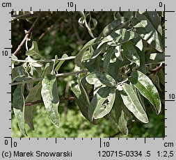 Elaeagnus angustifolia (oliwnik wąskolistny)