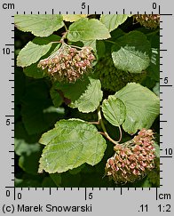 Physocarpus opulifolius (pęcherznica kalinolistna)