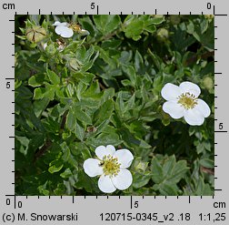 Potentilla fruticosa (pięciornik krzewiasty)