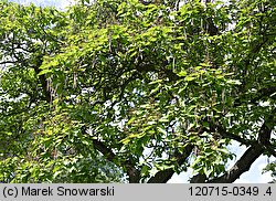 Catalpa bignonioides (surmia bignoniowa)