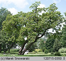 Catalpa bignonioides (surmia bignoniowa)