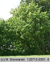 Pterocarya fraxinifolia (skrzydłorzech kaukaski)