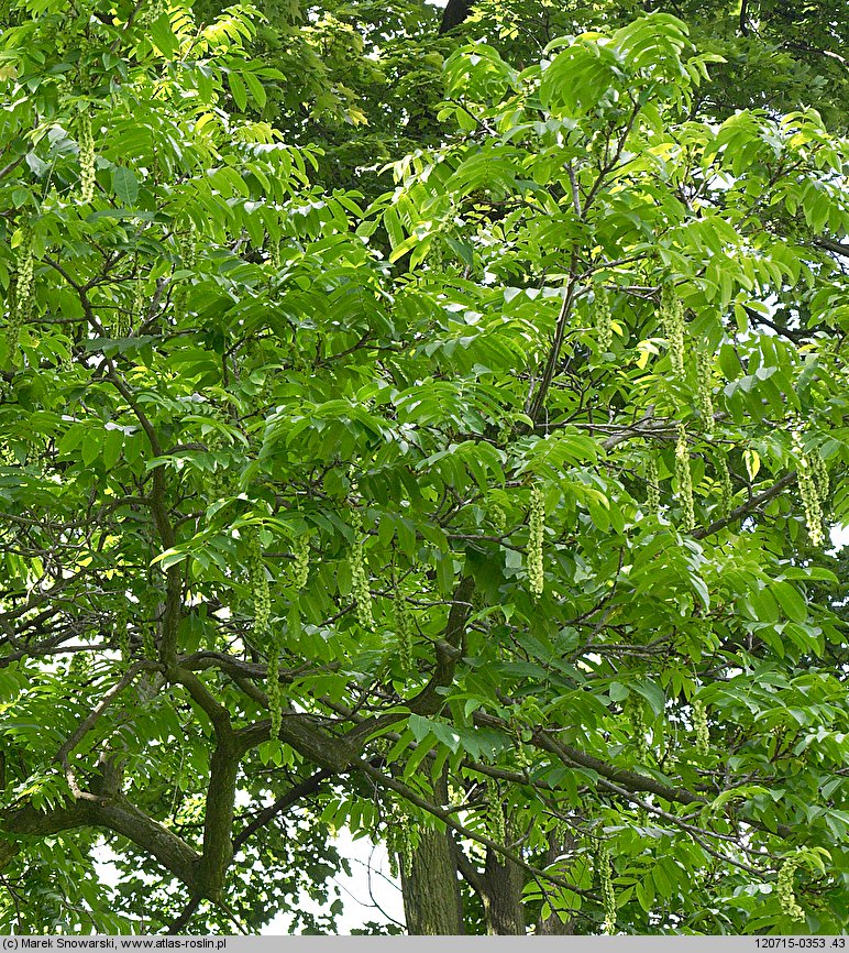 Pterocarya fraxinifolia (skrzydłorzech kaukaski)