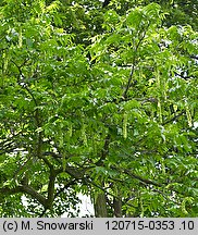 Pterocarya (skrzydłorzech)