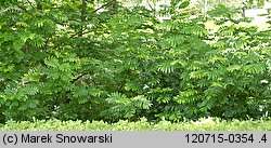 Pterocarya fraxinifolia (skrzydłorzech kaukaski)