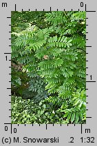 Pterocarya fraxinifolia (skrzydłorzech kaukaski)