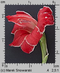 Gladiolus ×hybridus Atom