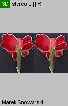 Gladiolus ×hybridus Atom