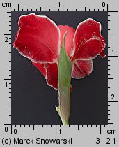 Gladiolus ×hybridus Atom