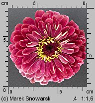 Zinnia elegans (cynia wytworna)