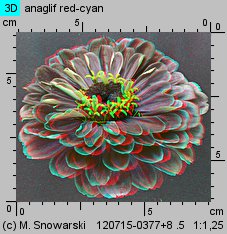 Zinnia elegans (cynia wytworna)