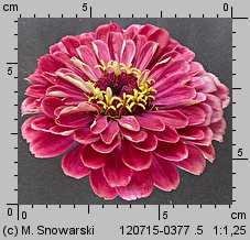 Zinnia elegans (cynia wytworna)