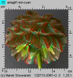 Dahlia hort. Glow
