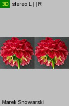 Dahlia hort. Glow