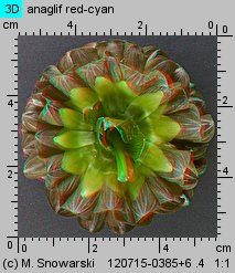 Dahlia hort. Glow