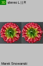 Dahlia hort. Glow
