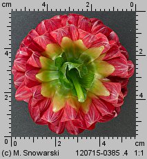 Dahlia hort. Glow