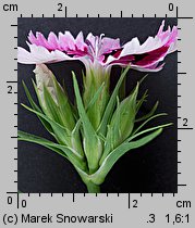 Dianthus chinensis (goździk chiński)