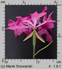 Clarkia elegans (dzierotka nadobna)