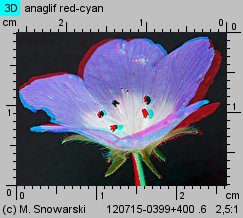 Nemophila menziesii (porcelanka błękitna)