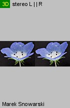 Nemophila menziesii (porcelanka błękitna)