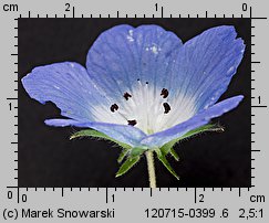 Nemophila menziesii (porcelanka błękitna)