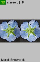 Nemophila menziesii (porcelanka błękitna)