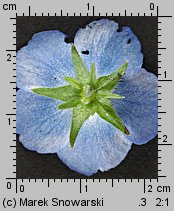 Nemophila menziesii (porcelanka błękitna)