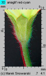 Convolvulus tricolor (powój trójbarwny)