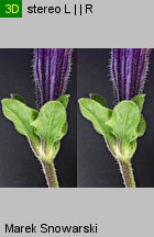 Petunia ×atkinsiana (petunia ogrodowa)