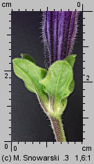 Petunia ×atkinsiana (petunia ogrodowa)