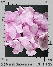 Hydrangea macrophylla (hortensja ogrodowa)