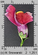 Antirrhinum majus (wyżlin większy)