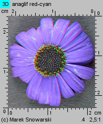 Brachyscome iberidifolia (czubatka ubiorkolistna)