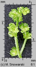 Dysphania schraderiana (komosa śmierdząca)