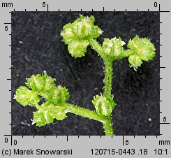 Dysphania schraderiana (komosa śmierdząca)